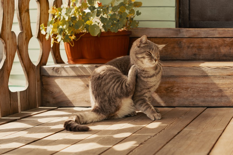 What Signs Show My Cat Has Parasites?