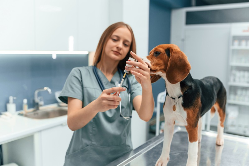 Why Are Blood Tests Vital in Pet Healthcare?