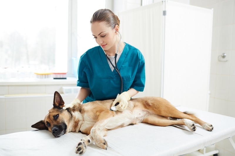 What Signs Indicate a Dental Emergency in Pets?
