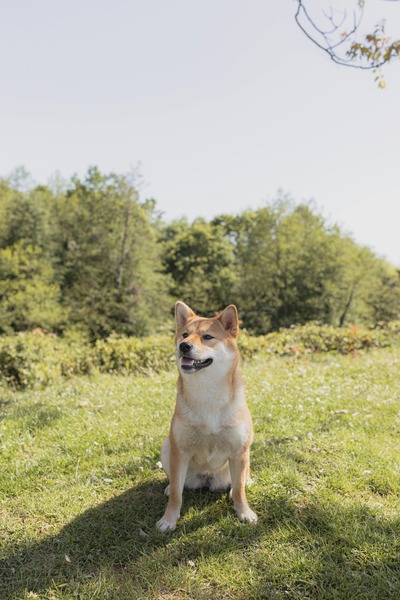 What Should I Do Before My Pet’s Vet Appointment?