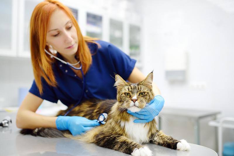 Why Is Specialized Care Vital for Exotic Pets?