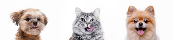 Where Can You Find the Best Veterinary Services for Your Pet?
