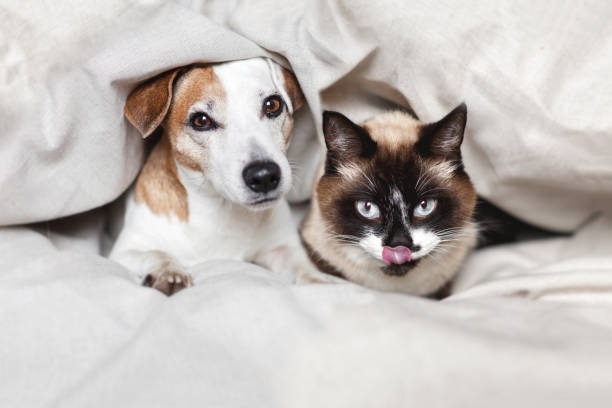 Who Should Be Involved in Your Pet’s Internal Health?