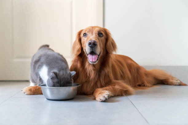 What Are Common Veterinary Surgeries for Dogs and Cats?