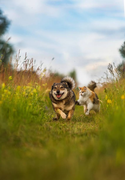 When Should Your Pet Get Cancer Screening?