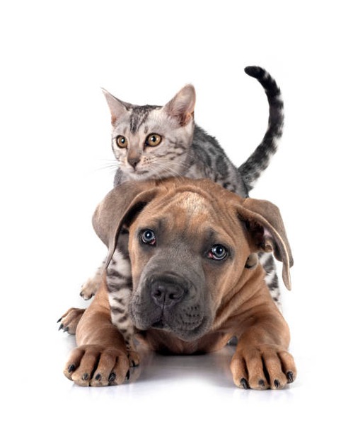 Who Needs a Veterinary Internal Medicine Specialist?