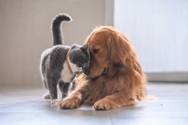 What Types of Services Are Offered at a Comprehensive Animal Hospital?