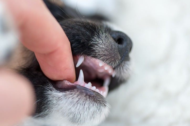 Why Are Regular Dental Check-Ups Important for Puppies and Kittens?