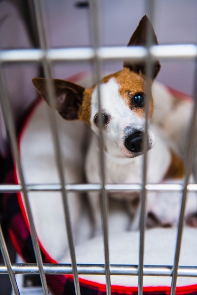 Why Should You Consider Medical Pet Boarding?