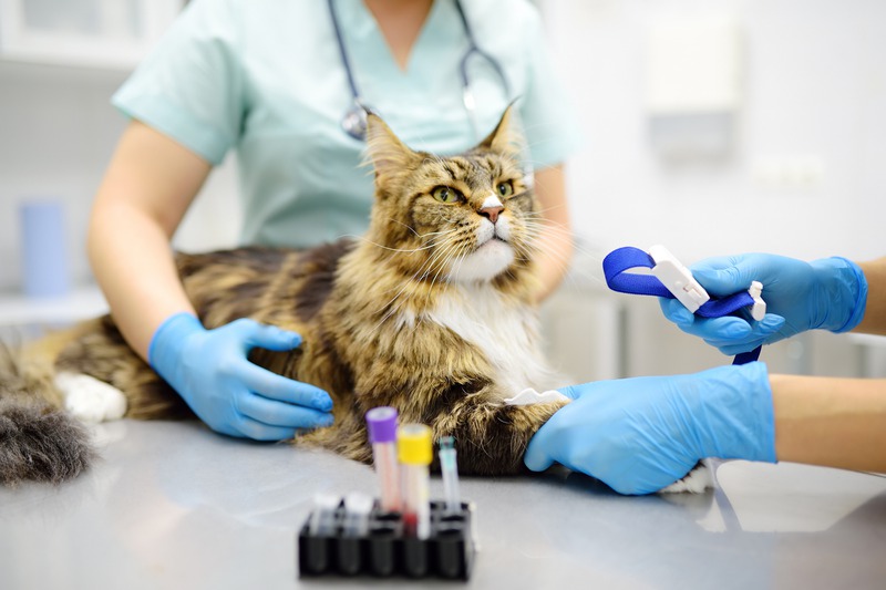 How Do Internal Medicine Vets Handle Chronic Disease in Pets?