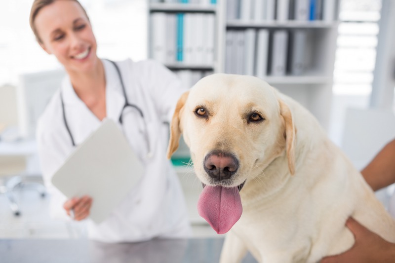 What Should I Bring to My Pet’s Vet Appointment?