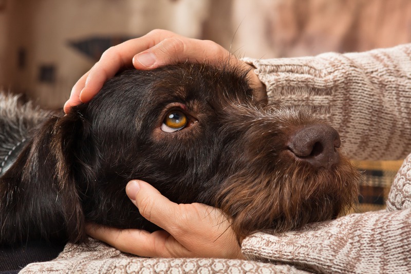 How Can I Prepare My Pet for a Hospital Visit?