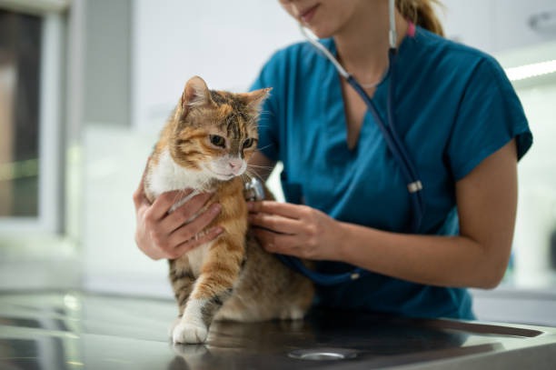 What Should You Expect During a Visit to a Comprehensive Animal Hospital?