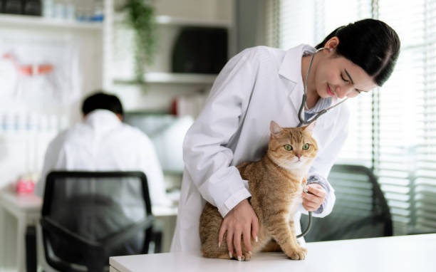 What Are the Signs That My Puppy or Kitten Needs to See a Vet Early?