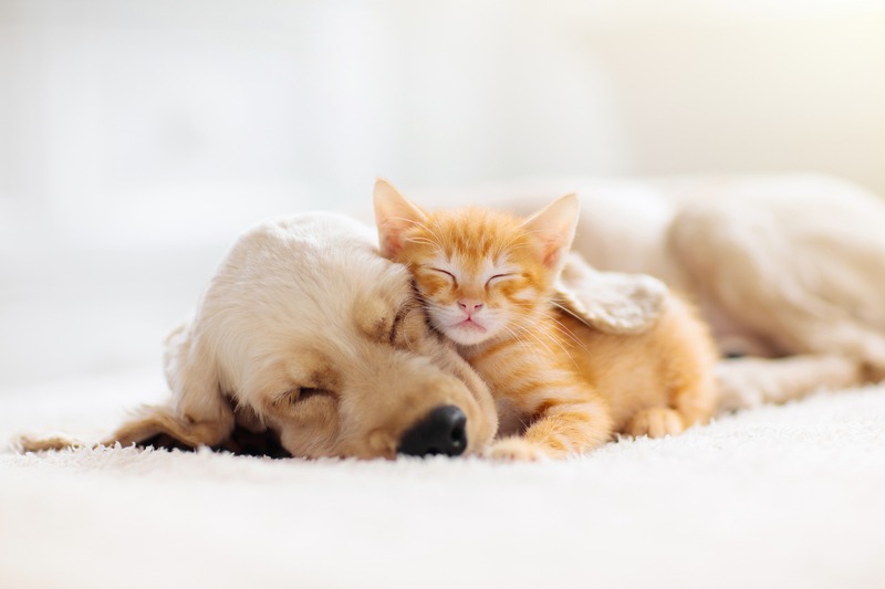 Why Are Regular Vet Check-ups Crucial for My Pet’s Health?