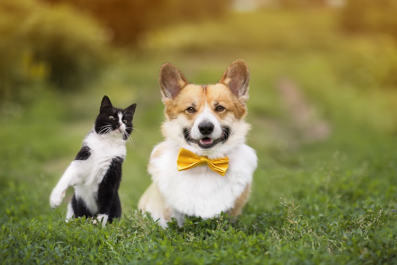 Why Do I Need to Get My Pet Regular Check-ups?