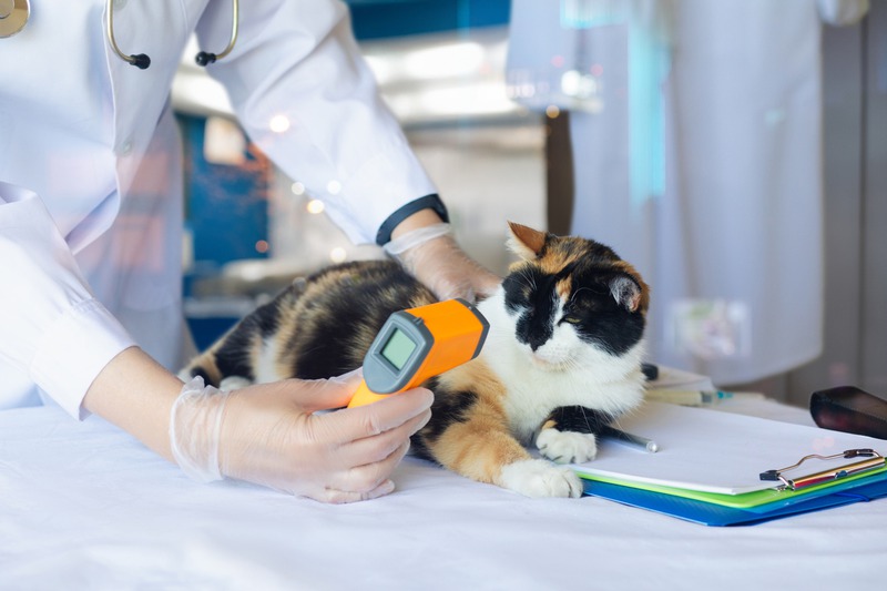 What Preventive Veterinary Services Should You Schedule Yearly?
