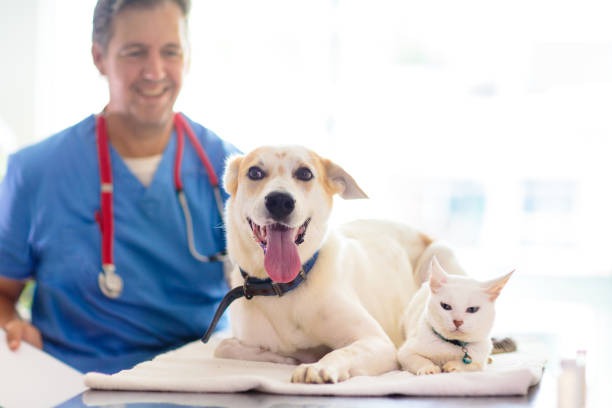 How Can Modern Veterinary Techniques Improve Your Pet’s Health?