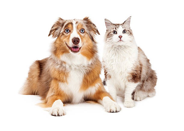 What Services Can You Expect from Hospital Boarding for Pets?