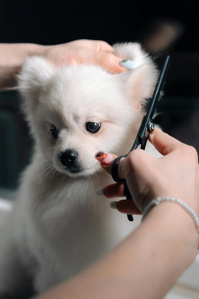 How Does Grooming Boost Your Dog’s Appeal at Shows and Conventions?