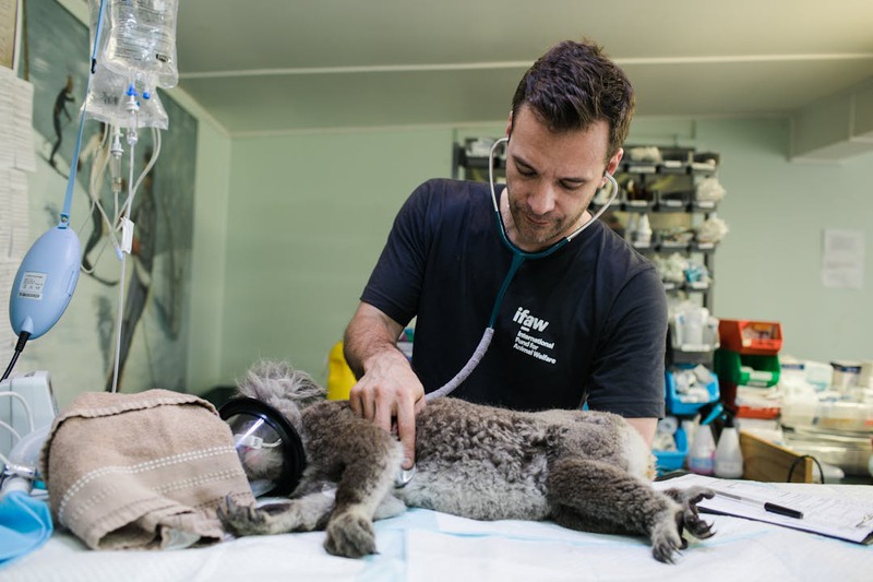 Why Do Some Pet Emergencies Require Internal Medicine and Not Surgery?