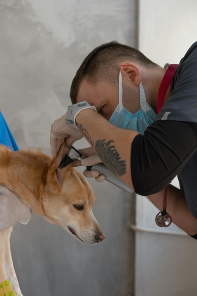What Factors Influence a Vet’s Decision for Pet Surgery?