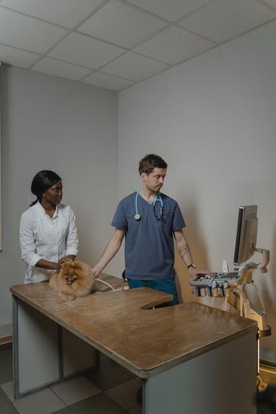 Why Is Immediate Vet Care Crucial for Pets in Accidents?