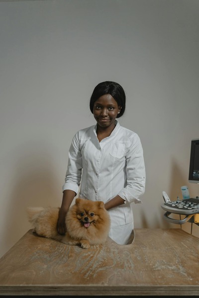 Where Are Pets Most Comfortable During Post-Surgery Travel?