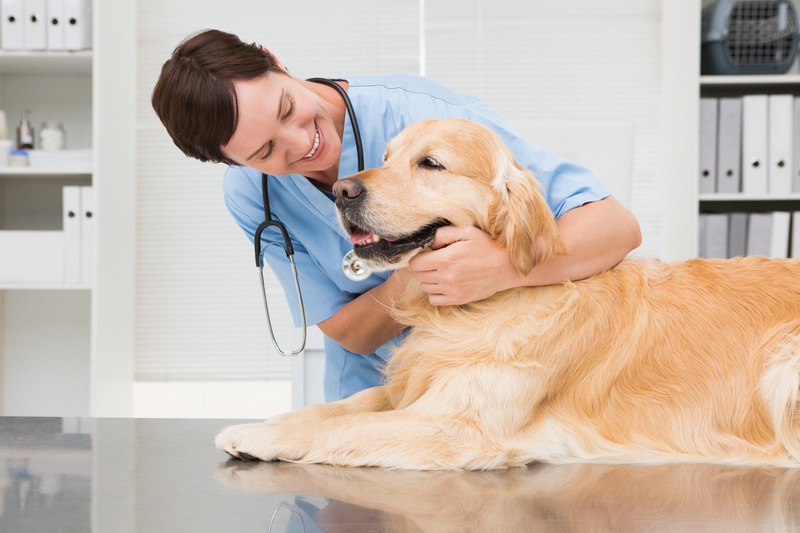 When Should You Kick-Start an Exercise Regime for Your Overweight Pet?
