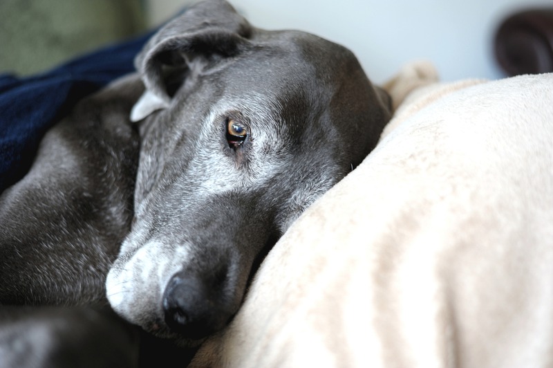 What Special Care Does an Emergency Vet Provide for Aging Pets?