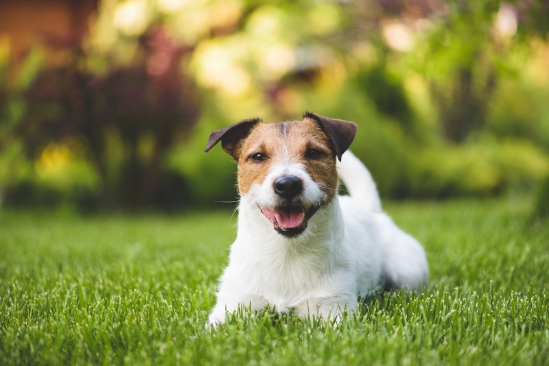 How Can I Prepare My Pet for Surgery?