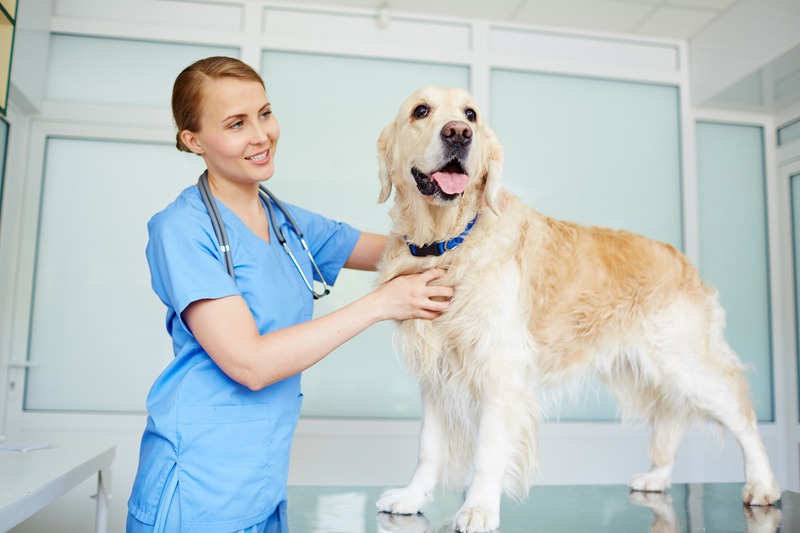 What Indoor Exercises Can Be Helpful for Your Pet?