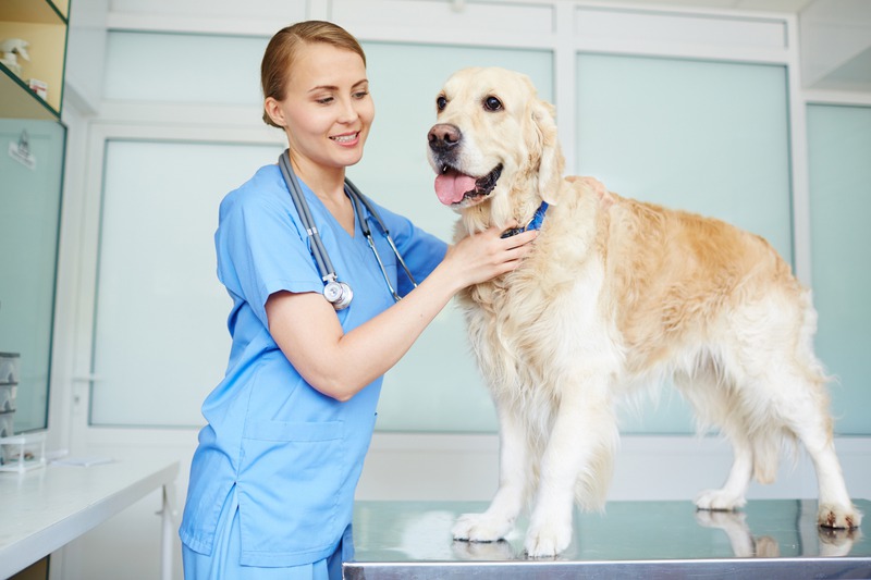 Who Can Assist If Your Pet is Suffering from Anxiety or Phobias?