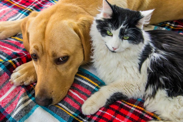 When Should I Enroll My Pet In A Wellness Plan For Best Results?