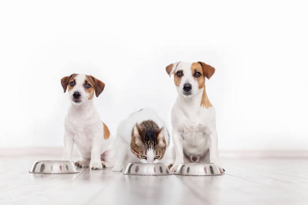 What Steps Are Involved in a Pet Dental Procedure?