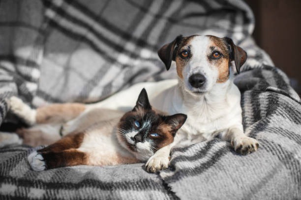 When Should You Seek a Second Opinion in Vet Surgery?