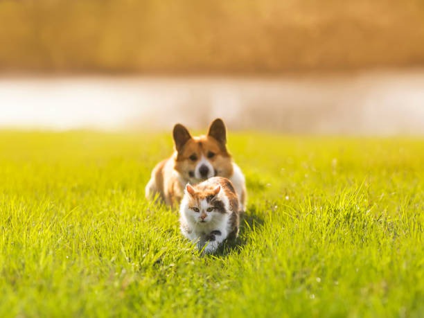Why Do Older Pets Need Different Vaccinations?