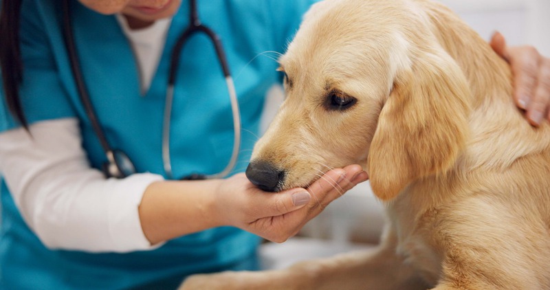 Emotional Support Tips for Pet Owners During Veterinary Visits