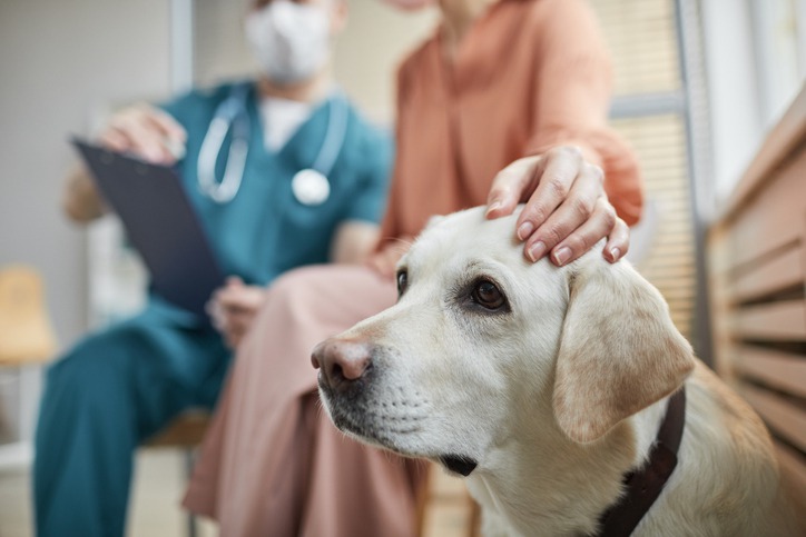 Essential Preventive Care Practices for a Healthier Pet
