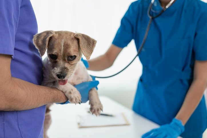 How Do I Handle Pet Emergencies?