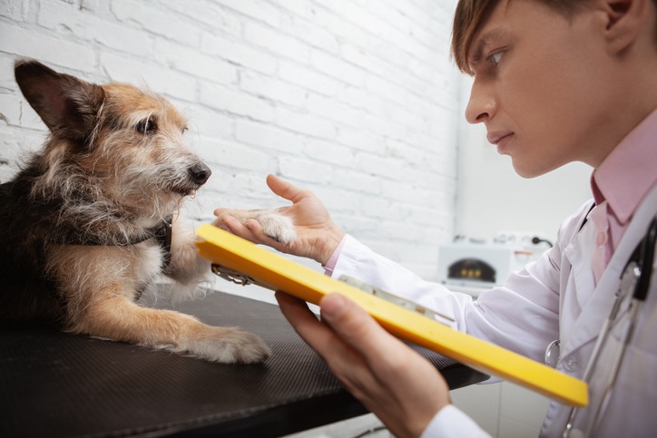 How Do I Know If My Pet Needs a Dermatologist?