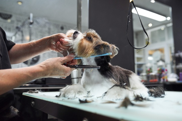 How Does Grooming Help Your Pet Stay Healthy Alongside Vaccinations?