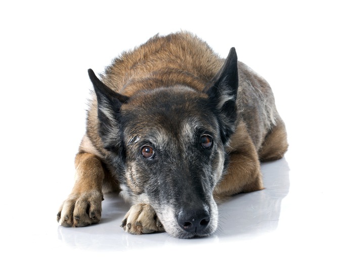 How to Detect Early Signs that Your Senior Pet Needs Specialized Care