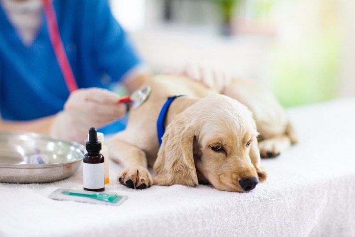 Managing Chronic Illnesses in Pets