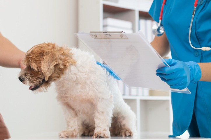 Minimizing Surgical Risks: What Questions to Ask Your Veterinarian