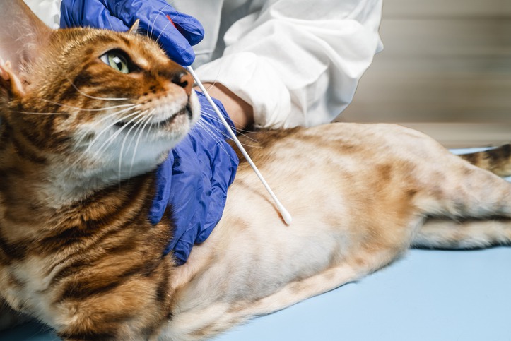 Pet Allergy Testing: When and Why Your Pet Might Need It