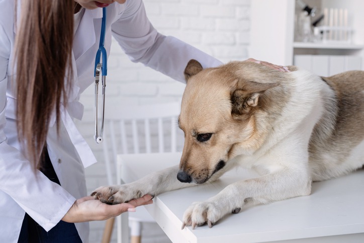 What Behavioral Changes Signal a Need for Veterinary Care?