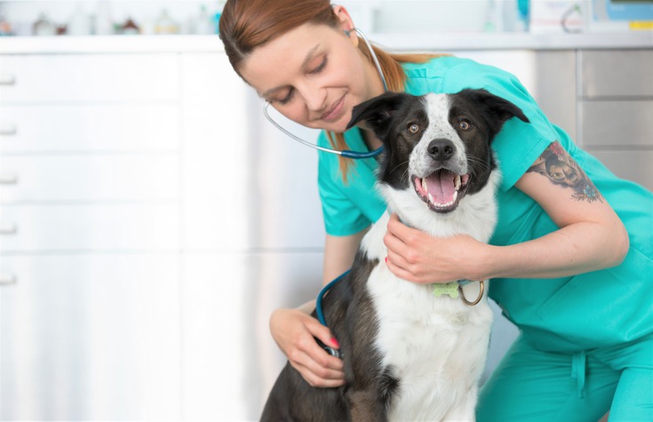 What Should I Look for in a Reliable Veterinarian?