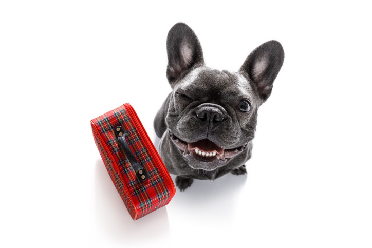 What Types of Vet Services are Offered at Dog Boarding Kennels?