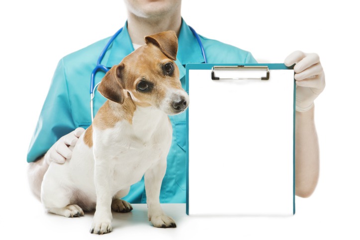 Why Choose a Full-Service Animal Hospital for Preventive Care